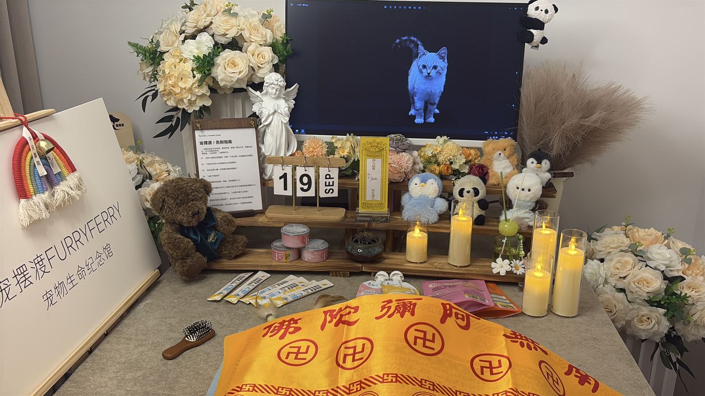 离开不是终点：杭州家庭的宠物生命教育